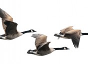 What can geese teach us about teams?
